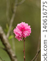 A single red peach blossom blooms proudly. 140616775