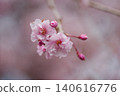 Flower of a drooping cherry tree 140616776