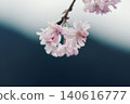 Beautiful pink weeping cherry blossoms 140616777