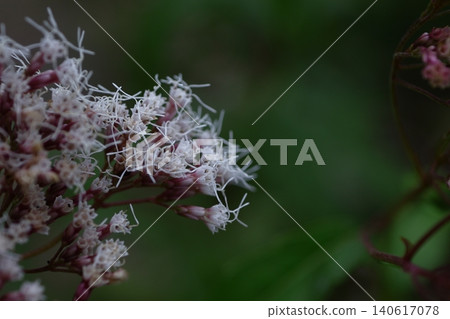 A mauve-colored flower that resembles a hakama A mauve-colored flower that resembles a hakama 140617078