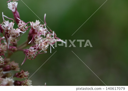 A mauve-colored flower that resembles a hakama 140617079