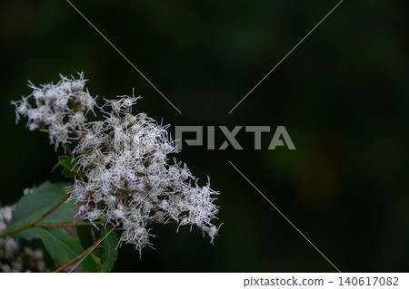 A mauve-colored flower that resembles a hakama A mauve-colored flower that resembles a hakama 140617082