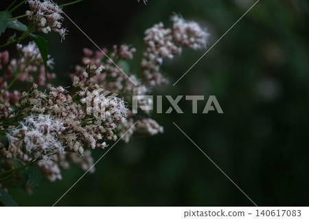 類似袴的紫紅色花朵 類似袴的紫紅色花朵 140617083