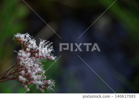 A mauve-colored flower that resembles a hakama A mauve-colored flower that resembles a hakama 140617085