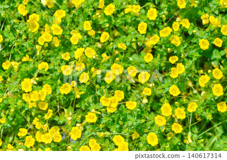 Gold Dust Mecardonia, Mecardonia Gold Dust or Mecardonia procumbens Mill Small or Plantaginaceae or yellow flower 140617314