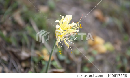 yellow spider lily yellow spider lily 140617358