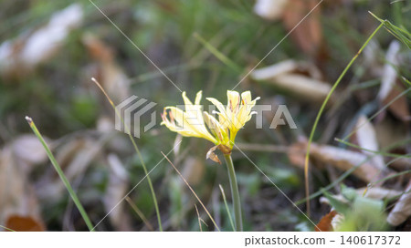 yellow spider lily yellow spider lily 140617372