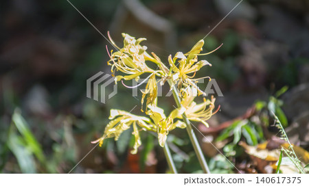 yellow spider lily yellow spider lily 140617375