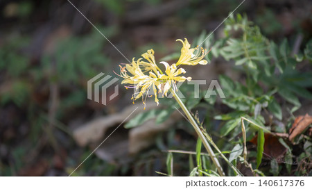 yellow spider lily yellow spider lily 140617376