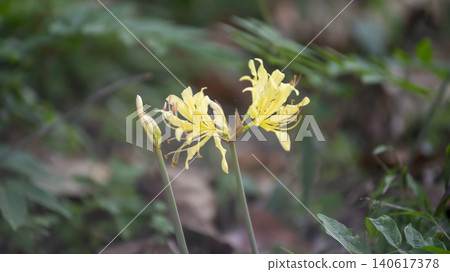 yellow spider lily yellow spider lily 140617378