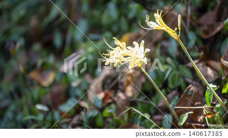 yellow spider lily yellow spider lily 140617385