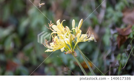 yellow spider lily yellow spider lily 140617386