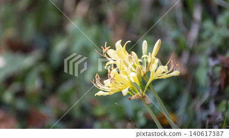 yellow spider lily yellow spider lily 140617387