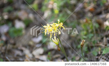 yellow spider lily yellow spider lily 140617388