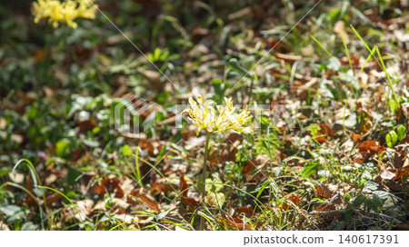yellow spider lily yellow spider lily 140617391