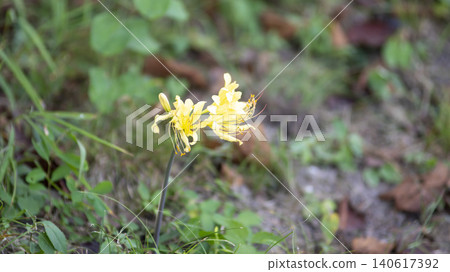 yellow spider lily yellow spider lily 140617392