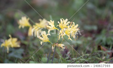 yellow spider lily yellow spider lily 140617393