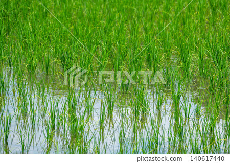 Rice plants growing lush and green in the paddy fields during the rainy season. Rice plants growing lush and green in the paddy fields during the rainy season. 140617440