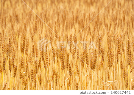 A field of golden, ripe wheat before harvest. A field of golden, ripe wheat before harvest. 140617441