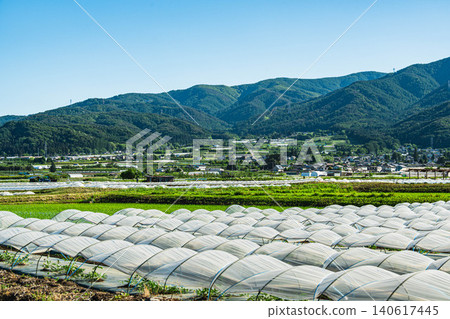 Early summer rural scenery in Shinshu: Watermelon cultivation in the Hata district. Early summer rural scenery in Shinshu: Watermelon cultivation in the Hata district. 140617445