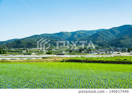 Early summer rural scenery in Shinshu: Watermelon cultivation in the Hata district. Early summer rural scenery in Shinshu: Watermelon cultivation in the Hata district. 140617446