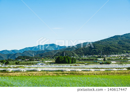 Early summer rural scenery in Shinshu: Watermelon cultivation in the Hata district. Early summer rural scenery in Shinshu: Watermelon cultivation in the Hata district. 140617447