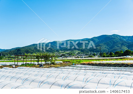 Early summer rural scenery in Shinshu: Watermelon cultivation in the Hata district. Early summer rural scenery in Shinshu: Watermelon cultivation in the Hata district. 140617453