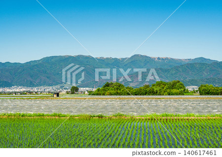 Early summer rural landscape and watermelon fields Early summer rural landscape and watermelon fields 140617461