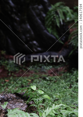 in the dark forest in the dark forest 140617594