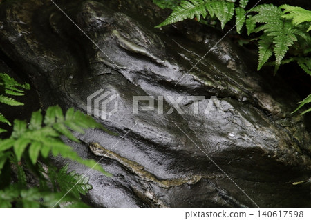 Rain, ferns, and rocks 140617598