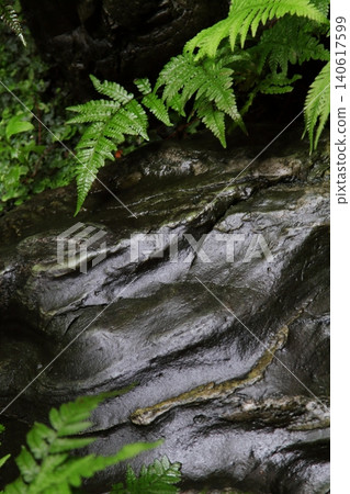 Rain, ferns, and rocks Rain, ferns, and rocks 140617599