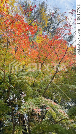 Momiji stained with the color of autumn Momiji stained with the color of autumn 140617708