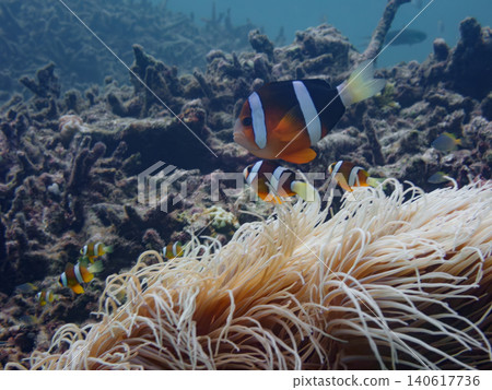 An anemonefish parent and child 140617736