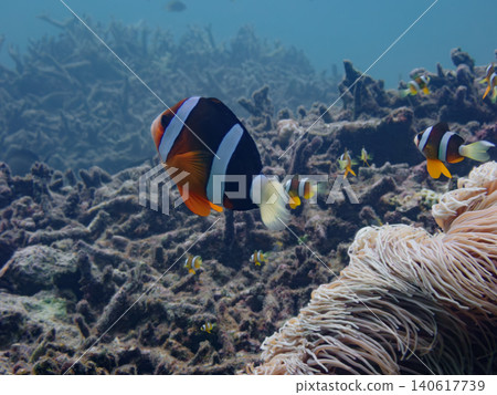An anemonefish parent and child 140617739