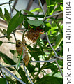 A newly emerging cicada 140617884
