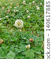 White clover 140617885