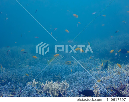 Scenery while diving 140617897