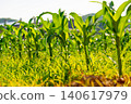 Young green corn seedling growing in irrigated furrow on soil farmland, sustainable agriculture 140617979