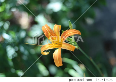 A blurred photo of daylilies in the shade of trees along a summer street. 140618020
