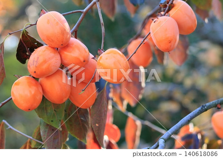 Fully ripe persimmons, ripe persimmons, colored persimmons Fully ripe persimmons, ripe persimmons, colored persimmons 140618086