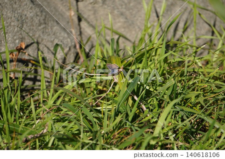 Common Blue Butterfly (Part 2) Common Blue Butterfly (Part 2) 140618106
