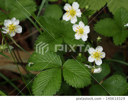 白花草莓花 白花草莓花 140618329