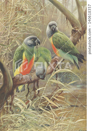 古董插畫:動物百科全書-長翅鸚鵡 古董插畫:動物百科全書-長翅鸚鵡 140618357