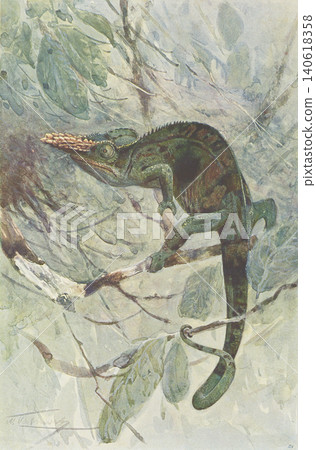 古董插畫:動物百科全書 - 變色龍 古董插畫:動物百科全書 - 變色龍 140618358