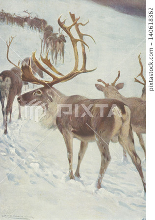 Antique illustration: Animal encyclopedia - Reindeer Antique illustration: Animal encyclopedia - Reindeer 140618362
