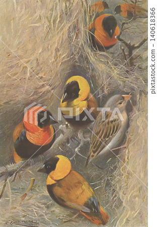 古董插畫:動物百科全書-北方金冠鳥 古董插畫:動物百科全書-北方金冠鳥 140618366