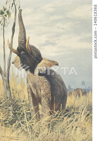 古董插畫:動物百科全書——非洲象 古董插畫:動物百科全書——非洲象 140618368
