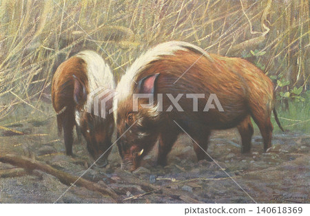 古董插畫:動物百科全書——野豬 古董插畫:動物百科全書——野豬 140618369