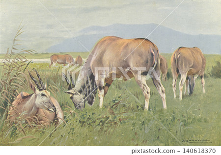 古董插畫:愛爾蘭動物百科全書 古董插畫:愛爾蘭動物百科全書 140618370