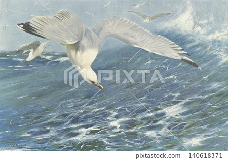 古董插畫:動物百科全書-黑背鷗 古董插畫:動物百科全書-黑背鷗 140618371